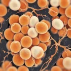Cellule adipose arancioni e crema con sottili capillari, immagine di microscopia