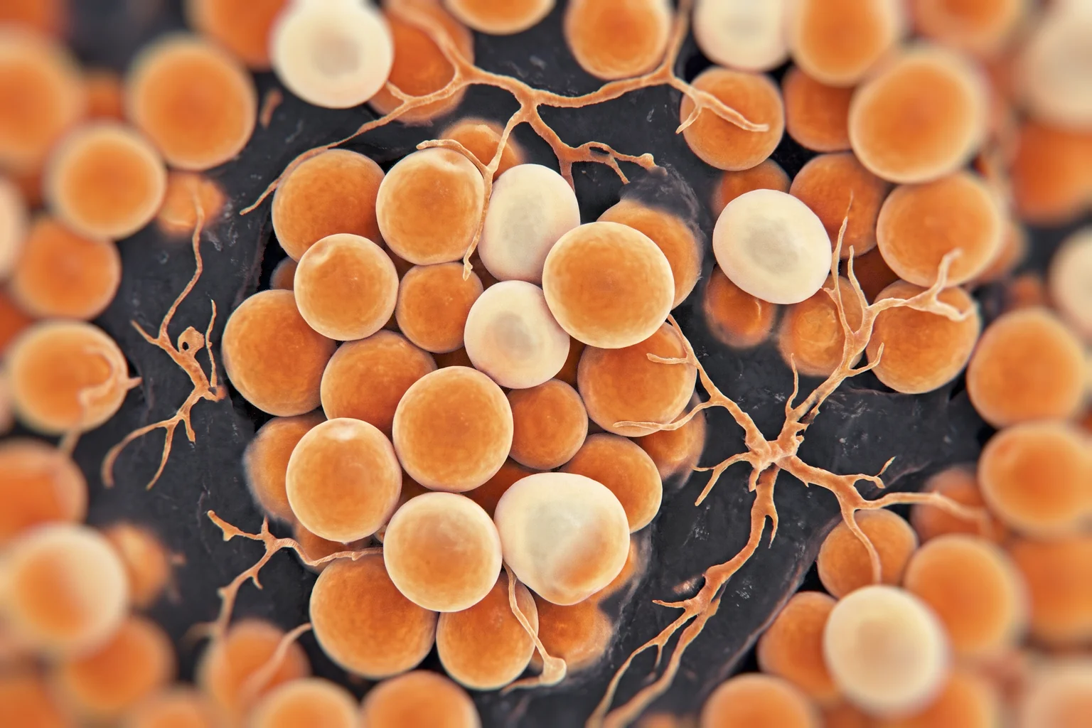 Cellule adipose arancioni e crema con sottili capillari, immagine di microscopia